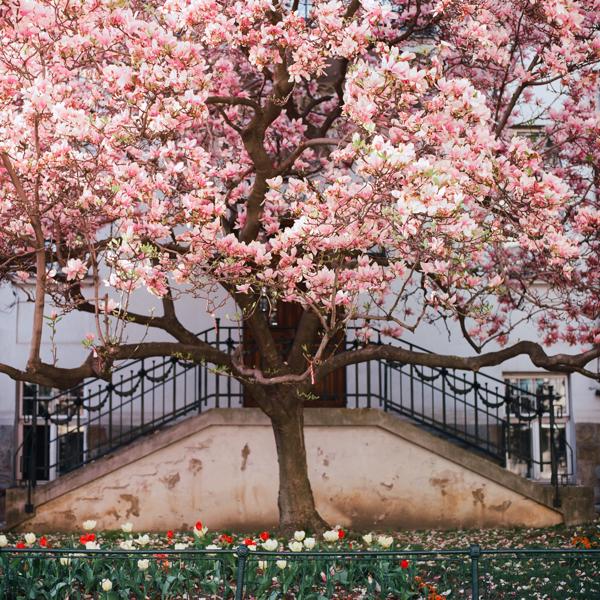 Magnolia tree in front of Stadtgartendirektion. Vienna, Austria. 2021.