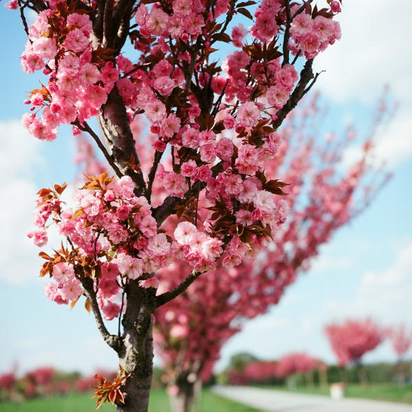Cherry Orchard. Vienna, Austria. 2021.